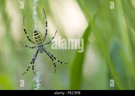 Wasp spider (Argiope Bruennichi) auf Spinnennetz, Hessen, Deutschland Stockfoto