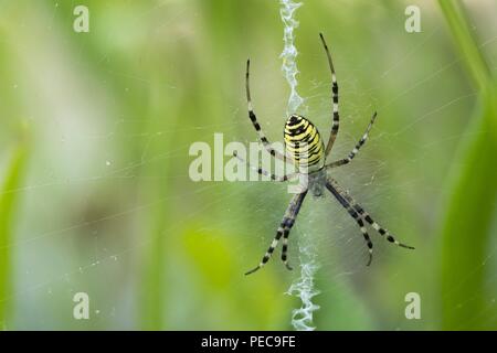 Wasp spider (Argiope Bruennichi) auf Spinnennetz, Hessen, Deutschland Stockfoto
