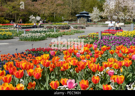 Blühende Tulpen im Senkgarten, Botanischer Garten, Augsburg, Schwaben, Bayern, Deutschland Stockfoto