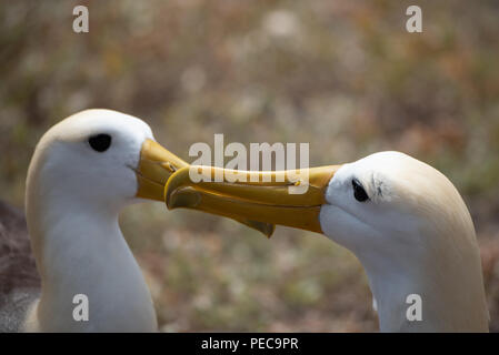 Winkte Albatross Umwerbung Stockfoto