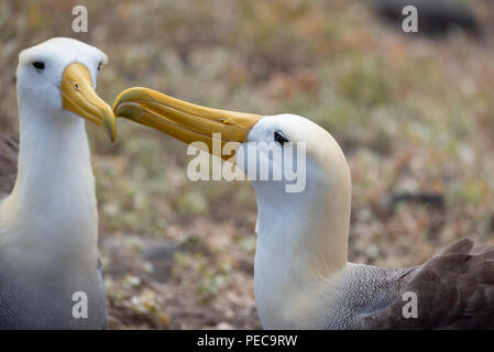 Winkte Albatross Umwerbung Stockfoto