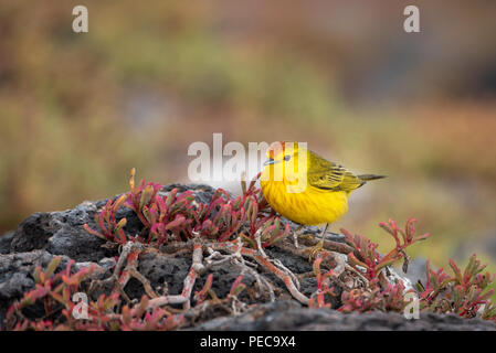 Yellow Warbler, Galápagos Stockfoto