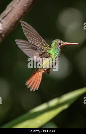 Hummingbird im Flug, Nebelwald Mindo, Ecuador Stockfoto