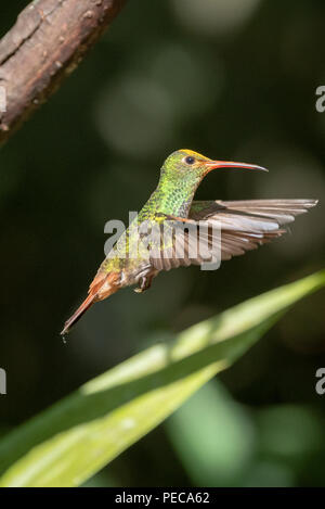 Hummingbird im Flug, Nebelwald Mindo, Ecuador Stockfoto