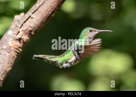 Hummingbird im Flug, Nebelwald Mindo, Ecuador Stockfoto