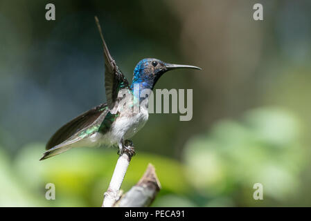 Hummingbird, die aus einem Zweig, Nebelwald Mindo, Ecuador Stockfoto