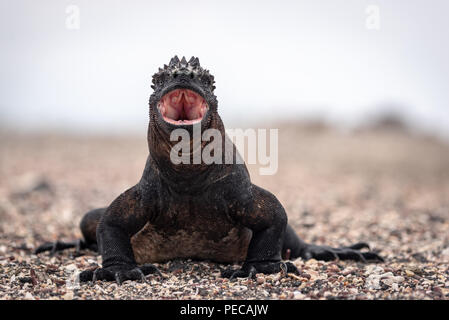 Meerechsen, Galápagos-Inseln Stockfoto