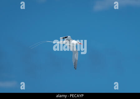 Rot-billed tropische Vogel Stockfoto