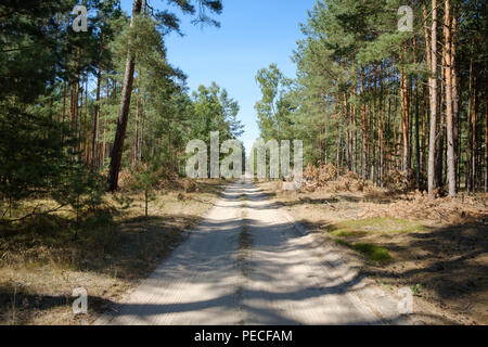 Die Forststraße mitten in einer Waldlichtung entfernt den blauen Himmel Stockfoto