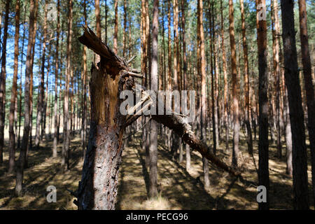 Gebrochene Pine Tree Trunk in Nadelwald - Stockfoto