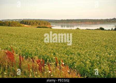 Ein Feld der weiß blühenden Kartoffeln bei Saint Peters Bay, Prince Edward Island, Kanada Stockfoto