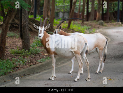 Zwei scimitar Oryx im Zoo Stockfoto