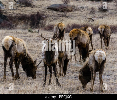 Elk Beweidung im Rocky Mountain National Park, Estes Park, Colorado. Stockfoto