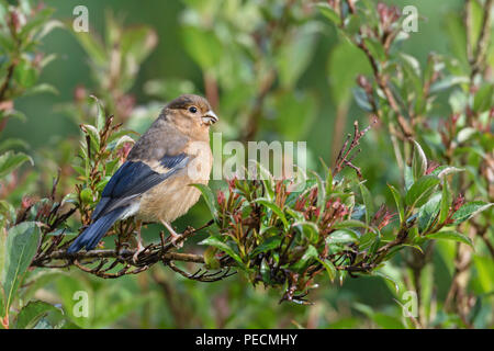 Gemeinsame Dompfaff, Jung, Niedersachsen, Deutschland, Pyrrhula pyrrhula Stockfoto