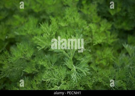 Artemisia abrotanum Anlage Stockfoto