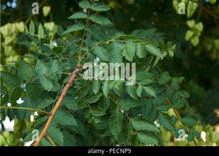 Stand paniculata Stockfoto