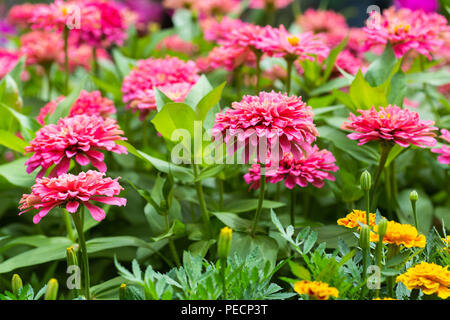 Rosa Gerbera, Barberton daisy flower im Garten Stockfoto