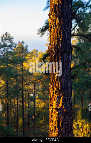 Kiefernwald in der Dämmerung - Kanarische Insel Kiefern, Pinus Canariensis an den Hängen des vulkanischen Berg Teide, oder Pico del Teide, Teneriffa, Kanarische Inseln - Eine Stockfoto