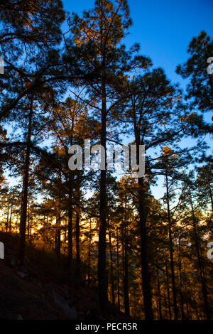 Kiefernwald in der Dämmerung - Kanarische Insel Kiefern, Pinus Canariensis an den Hängen des vulkanischen Berg Teide, oder Pico del Teide, Teneriffa, Kanarische Inseln - Eine Stockfoto