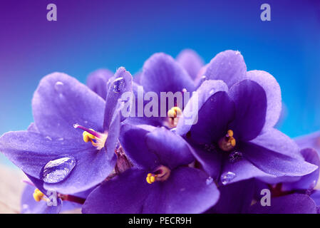 Schönen Frühling Hintergrund mit Veilchen blühen. Makroaufnahme. Tapete. Stockfoto