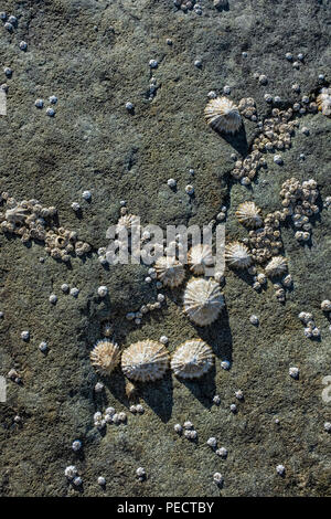 Napfschnecken und Seepocken Festhalten an einer Felswand. Stockfoto