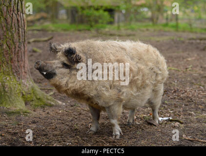 Mangalitza-Wollschwein, Wildpark, Gross Schoenebeck, Schorfheide, Brandenburg, Deutschland Stockfoto