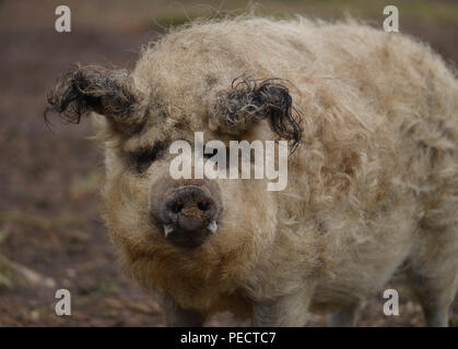 Mangalitza-Wollschwein, Wildpark, Gross Schoenebeck, Schorfheide, Brandenburg, Deutschland Stockfoto