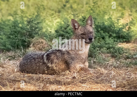 Direkte wild golden Schakal liegen auf dem Grün gelb Gras in Yarkon Park, Tel Aviv, Israel Stockfoto