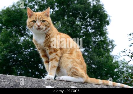 Große Ingwer Katze sitzt an einer Wand Stockfoto