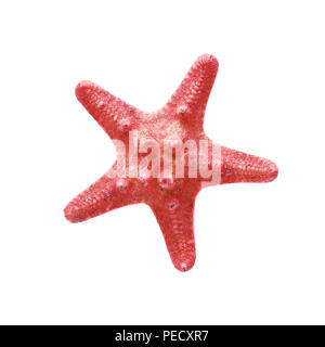 Red starfish isoliert auf weißem Stockfoto