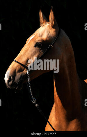 Achaltekkiner Teke, Palomino, junge Hengst Stockfoto