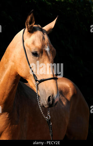 Achaltekkiner Teke, Palomino, junge Hengst Stockfoto