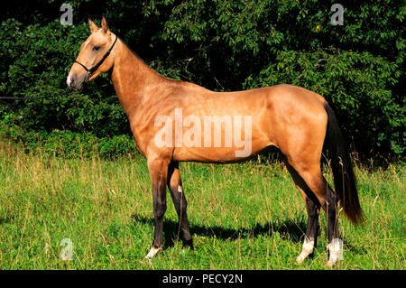 Achaltekkiner Teke, Palomino, junge Hengst Stockfoto