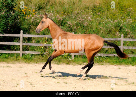 Achaltekkiner Teke, Palomino, junge Hengst Stockfoto