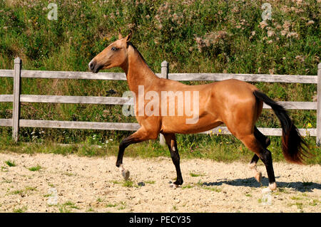 Achaltekkiner Teke, Palomino, junge Hengst Stockfoto