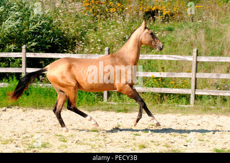 Achaltekkiner Teke, Palomino, junge Hengst Stockfoto