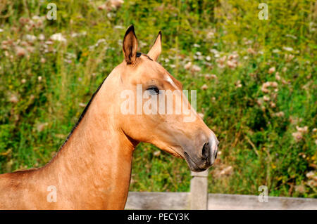 Achaltekkiner Teke, Palomino, junge Hengst Stockfoto