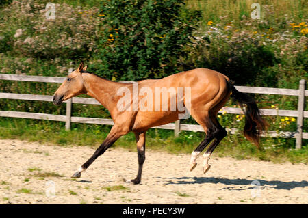 Achaltekkiner Teke, Palomino, junge Hengst Stockfoto