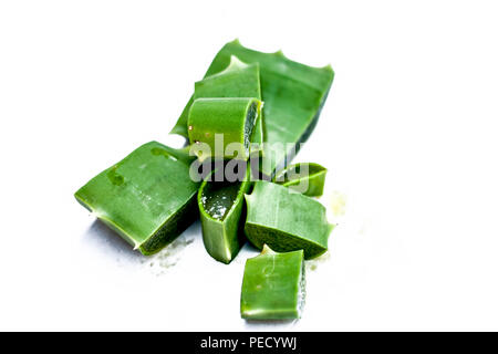 Nahaufnahme von Aloe Vera Blatt isoliert auf eine weiße Fläche. Stockfoto