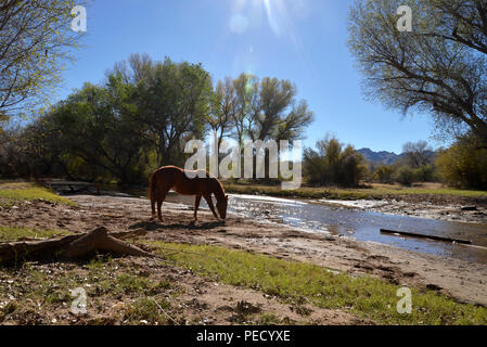 Pferde Wasser in der Nähe von Bäumen im Ufernahen Bereich entlang der Anza Trail und dem Santa Cruz River, Tubac, Arizona, USA. Die Santa Cruz River ist par Stockfoto