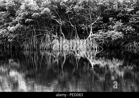 Mangrovenwurzeln in Sumpf in Florida mit Reflexionen, Schwarz und Weiß Stockfoto