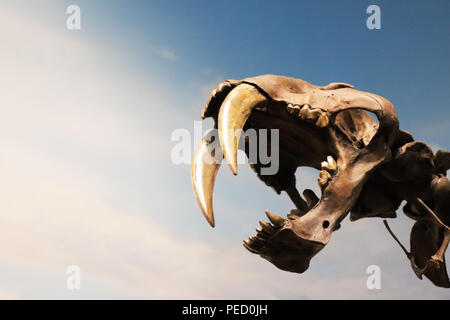 Skelett einer Saber Tooth Tiger Stockfoto