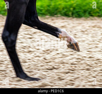 Ein Pferd in der Geschwindigkeit laufen und Kicken bis das Bein. Stockfoto