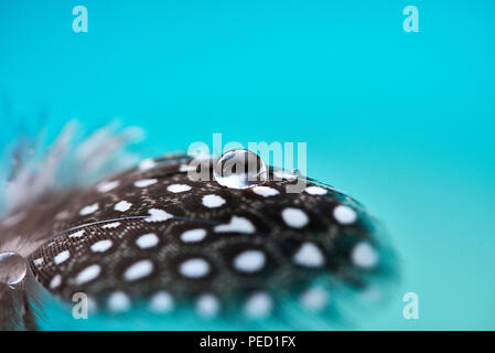 Hintergrund mit vogelfeder. Perlhuhn weiches Federbett mit transparenten Wassertropfen auf Türkisfarbenem Hintergrund. Abstrakte romantische künstlerische empfindliche magische Bild für den Urlaub, Karten. Stockfoto