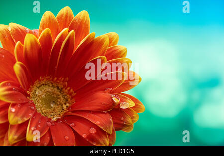 Schöne orange Blume Gerbera mit Wassertropfen auf Türkis abstrakt Hintergrund. Makrofotografie von gerbera Blume. Stockfoto