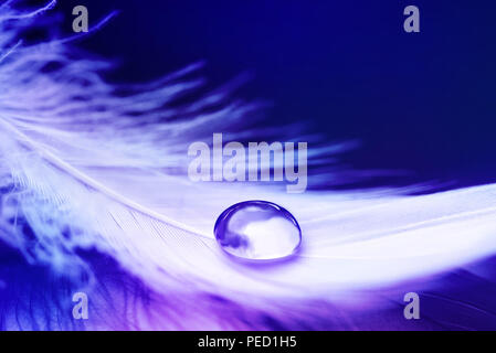 Lila Hintergrund mit Vogel Feder. Weißes Licht luftig weiches Federbett mit transparenten Tropfen Wasser. Stockfoto