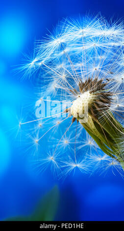 Makro einer Löwenzahn auf dem blauen Abstrakt Hintergrund. Tapete. Stockfoto