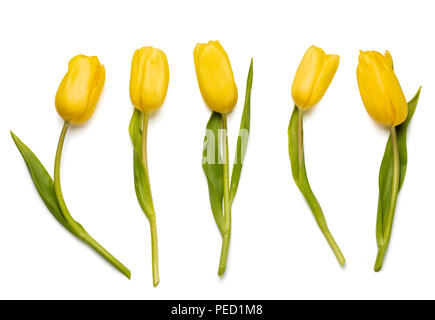 Fünf gelbe Tulpen auf weißem Hintergrund mit Freistellungspfad isoliert. Stockfoto