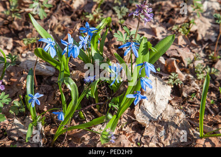 Nahaufnahme von scilla siberica als sibirische blausterne oder Holz blausterne blühen im Frühjahr Wald bekannt. Kleine blaue Blumen blühen in Wald am Frühling tim Stockfoto