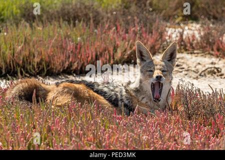 Schakal im Gras am Pelican Point in Walvis Bay, Namibia Stockfoto